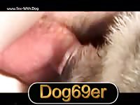 Dog porno with gay getting pounded