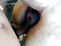 Animal porn movies with mare pussy