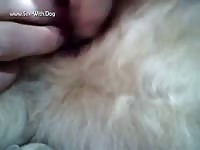 Dog's pussy got fingered on animal xxx