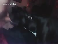K9 dog gives blowjob to owner