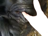 Animal sex clips fingering a mare