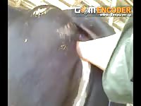 Horse anal sex on zoo sex tv