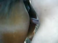 Horse anal xxx animal porn