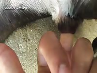 Teen animal sex fingering a dog