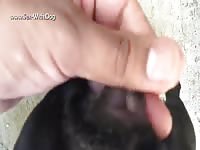 Beastie gal making a dog cum by fingering