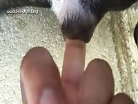 Dog getting fingered in animal xxx