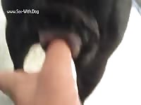 Dog fingering session with beastiality lover
