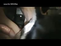Dog giving blowjob before sex