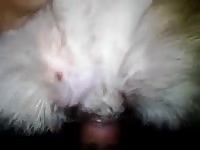 Amateur beastiality with furry pet