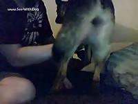 Dog anal by the use of dildo