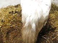 White mare beastiality sex with man