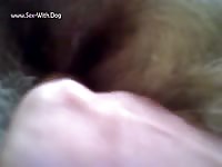 Dog's zoopussy got masturbated