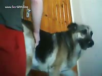Man fucks a dog on animal porn videos