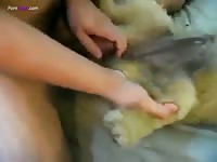 Hot dog sex in the dog's pussy