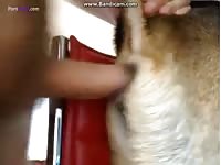 Man enjoyed a dog anal sex