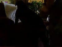 Amateur beastiality with a dog