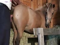 Horse porn with mare getting fucked hard