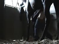 Dark nude horse waiting for someone to fuck 