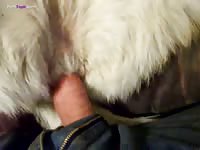 Furry white dog rides a pink dick amateur animal sex