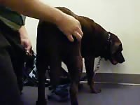 Guy strips off to fuck a dog xxx