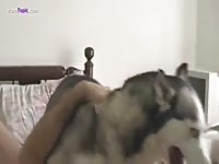 Siberian husky banged in a missionary position homemade beastiality