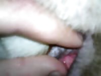 Dog's hole got fingered beastiality taboo