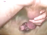 Pink dick fucks a small dog xxx