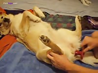 Dog anal sex in a missionary position