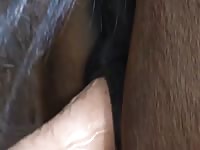 Horse anal with a big dildo