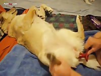 Animal sex toy getting fingered