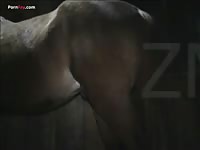 Horse anal sex a gay's ass