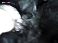 Man fingering a dog xxx pussy