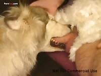 Gay have a dog blowjob from furry pet