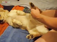 Dog got fingered in the zoopussy