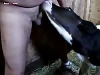 Dog sucking on pervert slut's cock