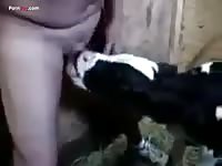 Dog using his pet porn owner's dick as lollipop