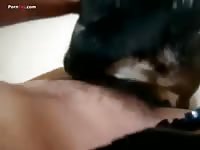 Hairy dick receiving a dog blowjob