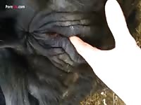 Animal sex fun with mare's pussy