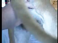 Dog anal sex with dildo and big cock
