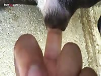 Furry pet porn fingering session
