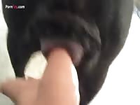 Dog creampie after getting fisted