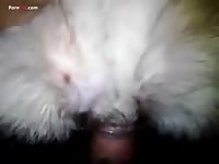 Cute white dog porn tube