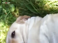 Outdoor dog porn tube with gay