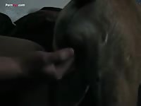 Webcam dog porn with gay