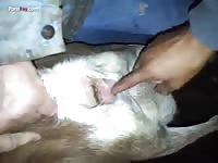 Man fingering a dog's zoopussy