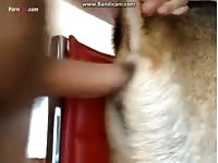 Dog sex with gay and pet