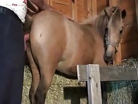 Man fucking a mare in animal sex videos
