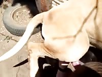 Beastie gal enjoying a big dog cock