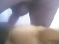 Dog oral sex with big dick
