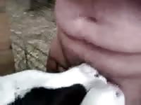 Goat licking a beast tubes cock